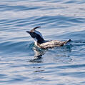 Japanese Murrelet (Synthliboramphus wumizusume)
