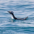Japanese Murrelet (Synthliboramphus wumizusume)