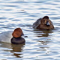 Common Pochard (Aythya ferina)
