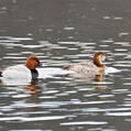 Common Pochard (Aythya ferina)