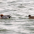 Eurasian Wigeon (Mareca penelope)
