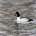 Common Goldeneye (Bucephala clangula)