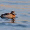 Greater Scaup (Aythya marila)