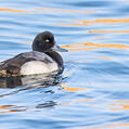 Greater Scaup (Aythya marila)