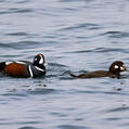 Harlequin Duck (Histrionicus histrionicus)