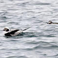 Long-tailed Duck (Clangula hyemalis)