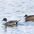 Northern Pintail (Anas acuta)