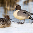 Northern Pintail (Anas acuta)