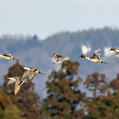 Northern Pintail (Anas acuta)