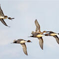 Northern Pintail (Anas acuta)
