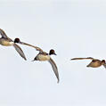 Northern Pintail (Anas acuta)