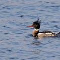 Red-breasted Merganser (Mergus serrator)