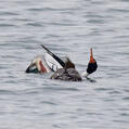 Red-breasted Merganser (Mergus serrator)