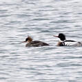 Red-breasted Merganser (Mergus serrator)