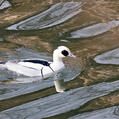 Smew (Mergellus albellus)