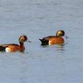 Chestnut Teal (Anas castanea)