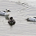 Smew (Mergellus albellus)