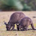 Western Gray Kangaroo (Macropus fuliginosus)