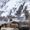 Japanese Macaque (Macaca fuscata)