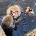 Japanese Macaque (Macaca fuscata)