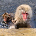 Japanese Macaque (Macaca fuscata)