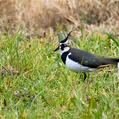 Northern Lapwing (Vanellus vanellus)
