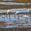 Royal Spoonbill (Platalea regia)