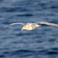 Glaucous-winged Gull (Larus glaucescens)