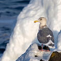 Glaucous-winged Gull (Larus glaucescens)