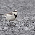 White Wagtail (Motacilla alba)
