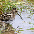 Common Snipe (Gallinago gallinago)