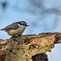 Eurasian Nuthatch (Sitta europaea)