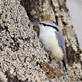Eurasian Nuthatch (Sitta europaea)