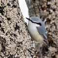 Eurasian Nuthatch (Sitta europaea)