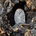 Ural Owl (Strix uralensis)