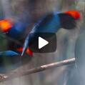 Blue Manakin (Chiroxiphia caudata)