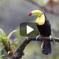 Keel-billed Toucan (Ramphastos sulfuratus)