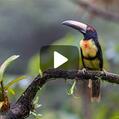 Collared Aracari (Pteroglossus torquatus)