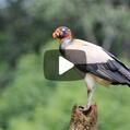King Vulture (Sarcoramphus papa)
