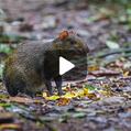 Central American Agouti (Dasyprocta punctata)