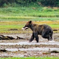 Brown Bear (Ursus arctos)