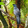 North Island Kokako (Callaeas wilsoni)
