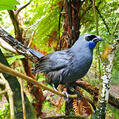 North Island Kokako (Callaeas wilsoni)