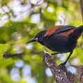 North Island Saddleback (Philesturnus rufusater)