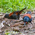 North Island Saddleback (Philesturnus rufusater)