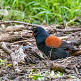 North Island Saddleback (Philesturnus rufusater)