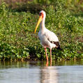 Yellow-billed Stork (Mycteria ibis)