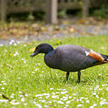 Paradise Shelduck (Tadorna variegata)