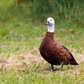 Paradise Shelduck (Tadorna variegata)
