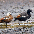 Paradise Shelduck (Tadorna variegata)